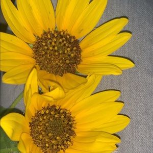 Meet your Posher, Liz